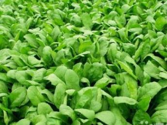 龙华蔬菜配送公司分享 鹌鹑蛋美味食补，吃出花样健康新生活