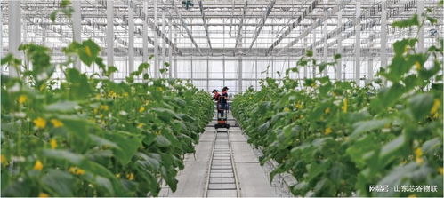 莘县与寿光 同为蔬菜强县的差异化发展之路